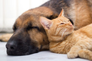 A cat and dog napping together